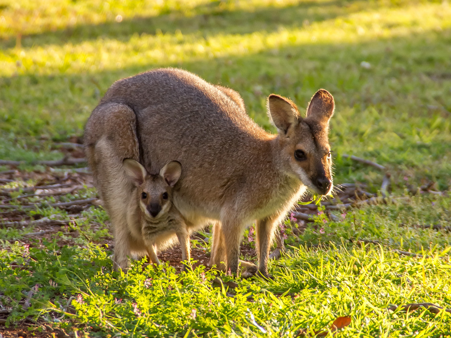カンガルーの赤ちゃんの名前はみんな Joey 動物の赤ちゃんの呼び方 Give Me A Hint